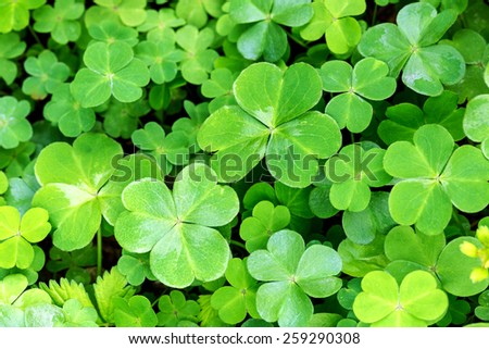 Clover