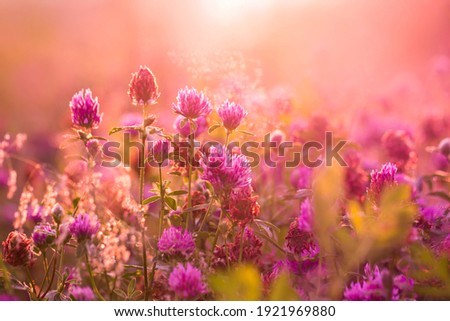 The clover field is bathed in soft sunlight. Wild pink flowers and fresh herbs in the early morning. Blurred background