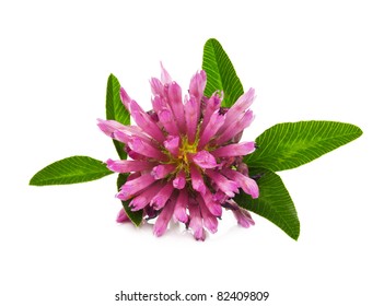 Clover Flower Isolated On White