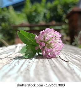 Clover Flower On Old Board In Perspective