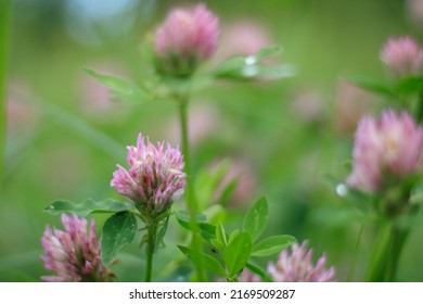 Clover Flowers Field. Blooming clover with pink blossom in the sunshine