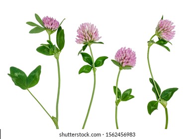 Clover Flowers Isolated On White.