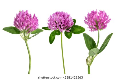 Clover flowers  isolated on white background - Powered by Shutterstock