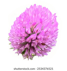 Clover flowers isolated on white background. Red clover (Latin Trifolium pratense) is a plant of the genus Clover (Trifolium). Red clover purple flowers close-up detailed shot. For design. - Powered by Shutterstock