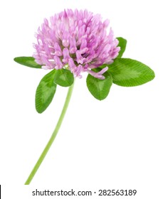 Clover Flowers Isolated On White