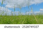 Clover Flowers In Meadow. Trifolium Clover In Bloom. Field Of Flowering Clovers. Clover Trifolium In A Grassy Pasture In Field. Steadicam Shot.