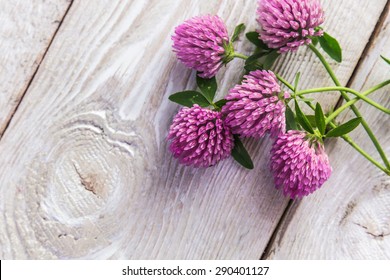 clover flowers on white background