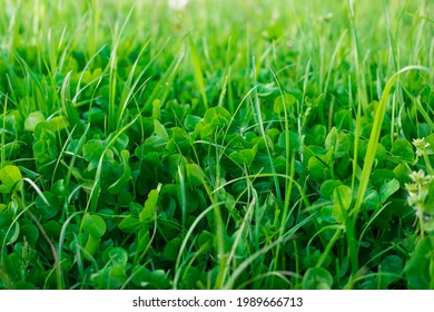 Clover Grass Beautiful Green Background