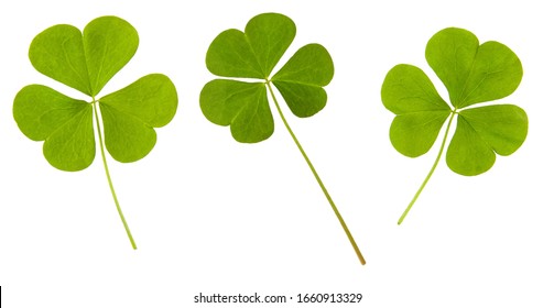 Clover green leaf set isolated on white background