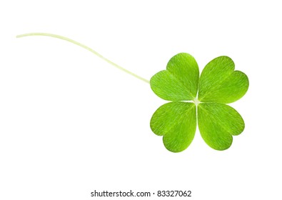 A Clover Isolated On White