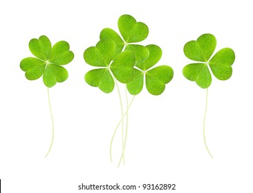 A Clover Isolated On White