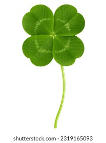 Clover isolated on white background, St. Patrick's Day symbol, clipping path, full depth of field - Shutterstock ID 2319165093
