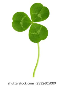 Clover isolated on white background, St. Patrick's Day symbol, clipping path, full depth of field - Shutterstock ID 2332605009