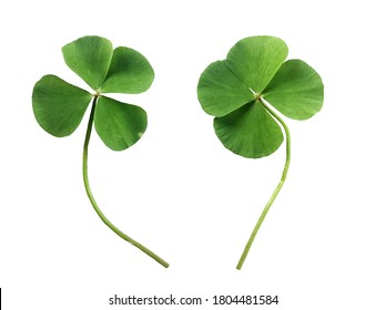 Clover Leaf On White Background.