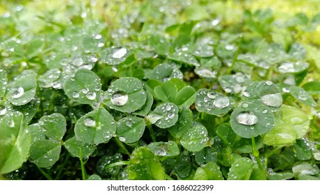 Clover Leaf Wet With Raindrops（Japan Kokura Minami Ward, Kitakyushu City, Fukuoka Prefecture）