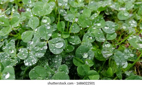 Clover Leaf Wet With Raindrops（Japan Kokura Minami Ward, Kitakyushu City, Fukuoka Prefecture）