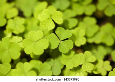 clover leaves, background texture of green clover leaves - Shutterstock ID 143893990