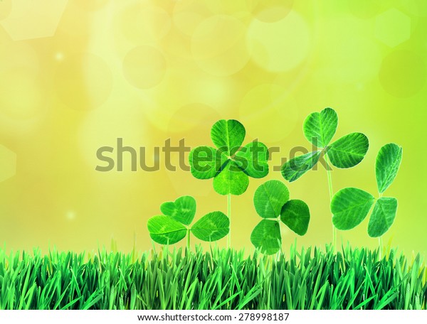 Fourleaf Clovers Grass Against Blurred Natural Stock Photo 