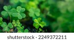 Clover Leaves for Green background with three-leaved shamrocks. st patrick