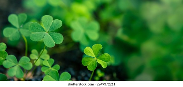 Clover Leaves for Green background with three-leaved shamrocks. st patrick's day background, holiday symbol, Earth Day	 - Shutterstock ID 2249372211