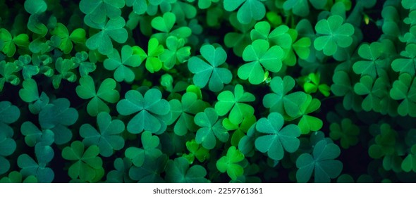 Clover Leaves for Green background with three-leaved shamrocks. st patrick's day background, holiday symbol, Earth Day - Shutterstock ID 2259761361