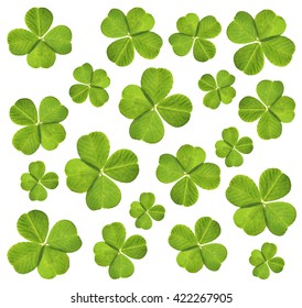 Clover Leaves Isolated On White Stock Photo 422267905 | Shutterstock