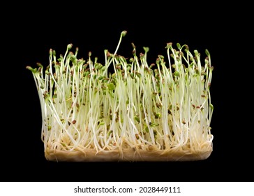 Clover Microgreens Grown On Paper Towel