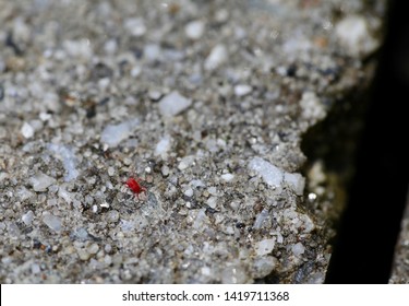 Common Tiny Red Bugs On Concrete Images Stock Photos Vectors