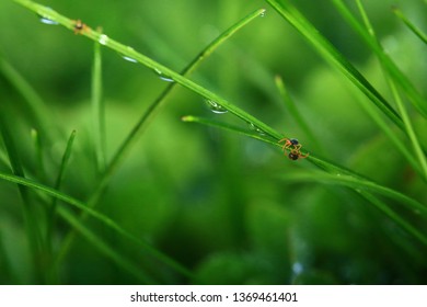 Clover Mites Feeding Surrounded By Evening Dew.