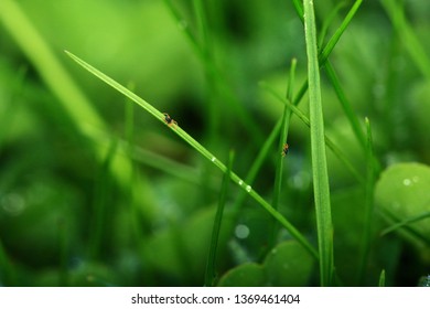 Clover Mites Feeding Surrounded By Evening Dew.