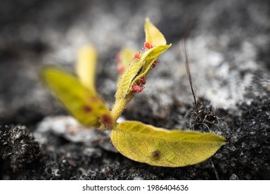 Clover Mites On Crawling On Leaf