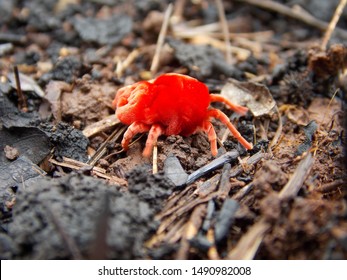 Clover Mites Are Very Tiny And Cute.