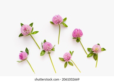 Clover on a white background. Clover flowers. Blooming clover. Medicinal plants. 