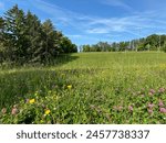 Clover and other wild flowers growing in the hills of Cmrok park in Zagreb, Croatia