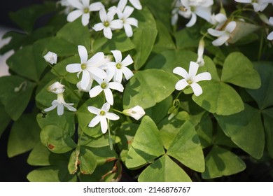 Clover - Oxalis Regnellii (Lucky Shamrock) 