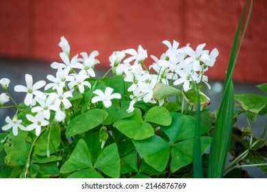 Clover - Oxalis Regnellii (Lucky Shamrock) 