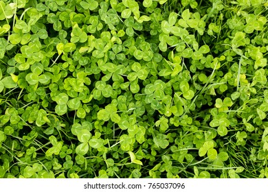 Clover in the park as a background