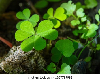 Clover plant exposed to morning light - Shutterstock ID 1837799992