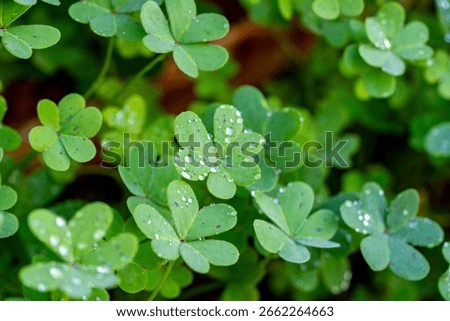 Clover with raindrops on it.The four-leaf clover is a rare mutation of the common three-leaf clover that has four leaflets instead of three. According to traditional sayings, such clovers bring good 