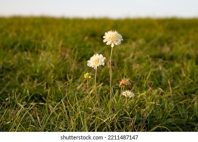 Clover Or Trefoil Flower In The Grass