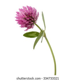 Clover Or Trefoil Flower Medicinal Herbs Isolated On White Background Cutout