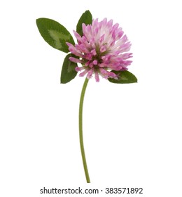 Clover Or Trefoil Flower Medicinal Herbs Isolated On White Background Cutout