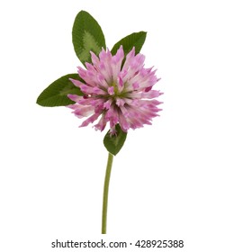 Clover Or Trefoil Flower Medicinal Herbs Isolated On White Background Cutout