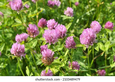 Clover (Trifolium pratense) grows in the meadow among wild grasses 