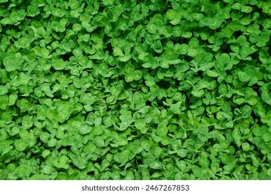 Clover view on top. Carpet of natural clover. Natural grass background. Wild clover