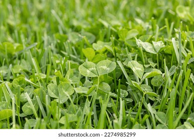 Clover weeds growing in grass of yard. Home lawncare, maintenance and weed control concept. - Shutterstock ID 2274985299