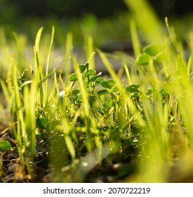 Clover Weeds In The Lawn. Lawn Cultivation, Landscape, Weed Control. Bright Sunlight Shining Through The Backed Grass. Selective Focus.