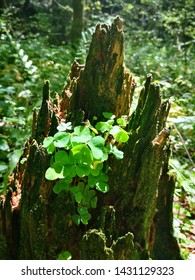 clovers grows on the old stump  - Shutterstock ID 1431129323