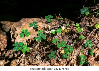 Clovers In Humboldt Redwoods State Park California