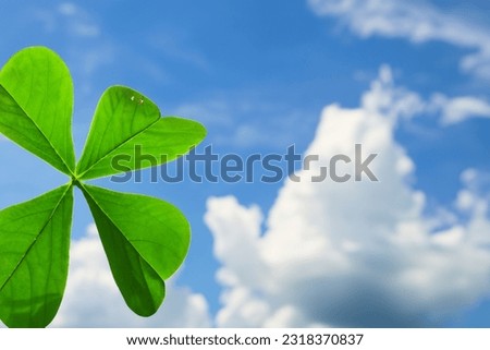clovers at sunrise. Nature sky background.